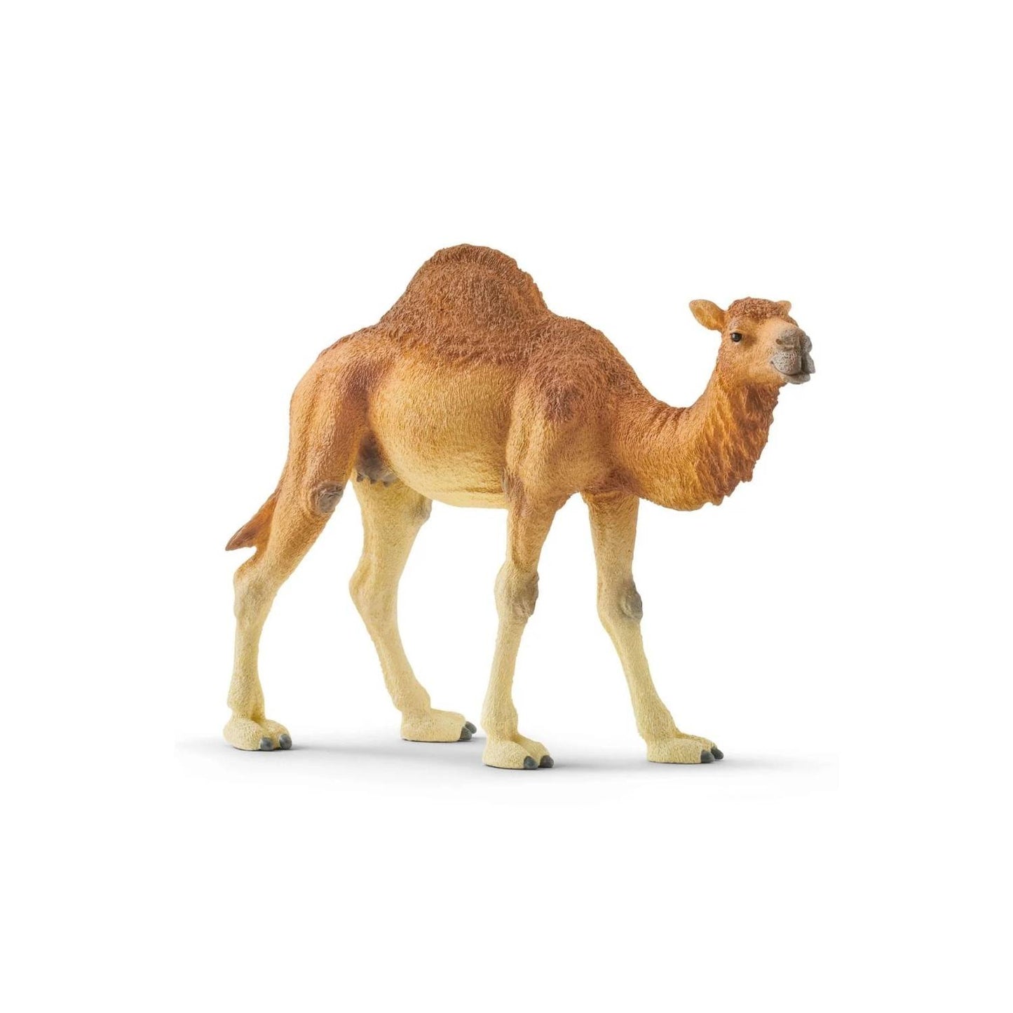 Compra la figura de Dromedario de Schleich®, el animal del desierto más realista para niños de 3 a 8 años. ¡Aprovecha el 3x2 y completa tu colección de Wild Life!

Dromedario Edad recomendada 3-8 Dimensiones 14 x 3,4 x 10 cm Descripción Los dromedarios viven en los desiertos de África y Asia. Se alimentan sobre todo de hojas, hierbas secas y plantas espinosas. Al contrario de lo que se suele pensar, estos mamíferos no almacenan agua en su joroba, sino grasa. Por tanto, si no encuentran alimento en el desier