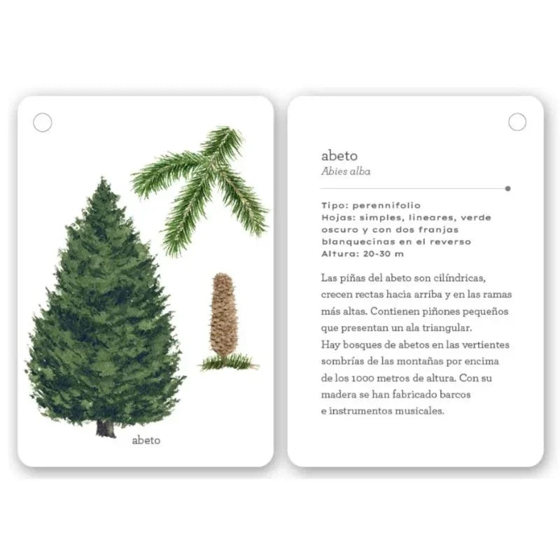 Esta guía está formada por 22 cartas resistentes y anilladas, con ilustraciones detalladas y textos sencillos, ideales para reconocer especies como el acebo, la haya, el eucalipto o la magnolia durante sus paseos y excursiones. Cada carta está diseñada para despertar la curiosidad, fomentar el respeto por la naturaleza y convertir cada salida en una aventura educativa.