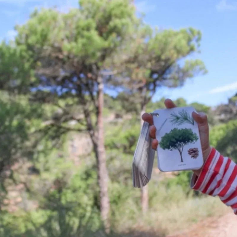 Esta guía está formada por 22 cartas resistentes y anilladas, con ilustraciones detalladas y textos sencillos, ideales para reconocer especies como el acebo, la haya, el eucalipto o la magnolia durante sus paseos y excursiones. Cada carta está diseñada para despertar la curiosidad, fomentar el respeto por la naturaleza y convertir cada salida en una aventura educativa.