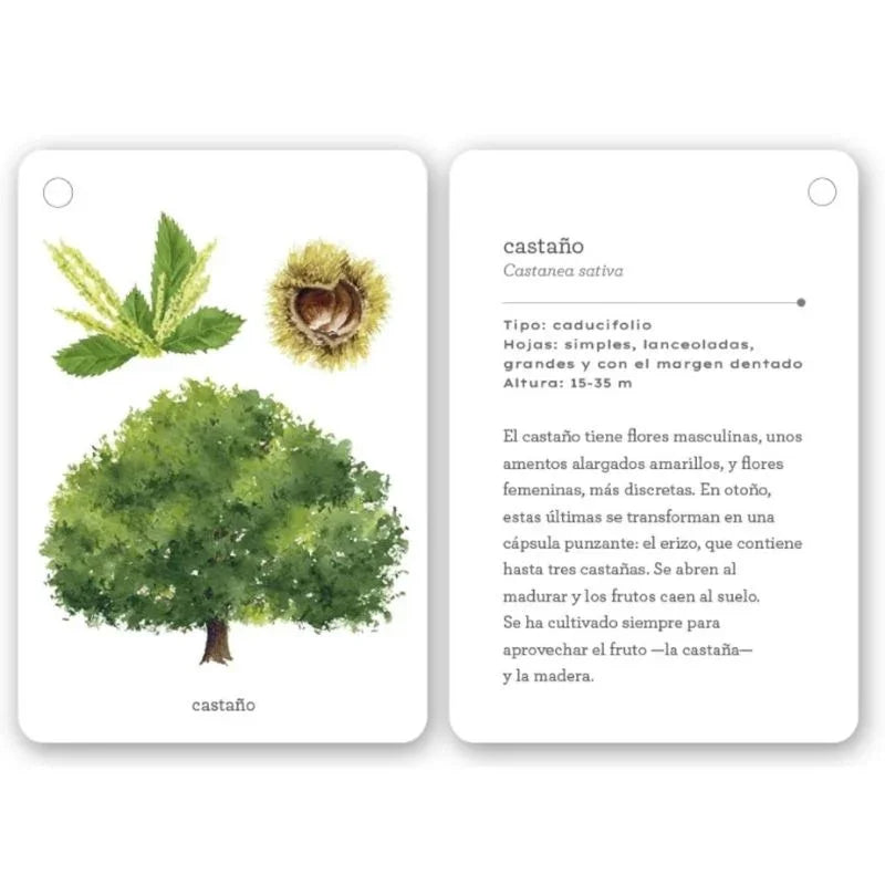Esta guía está formada por 22 cartas resistentes y anilladas, con ilustraciones detalladas y textos sencillos, ideales para reconocer especies como el acebo, la haya, el eucalipto o la magnolia durante sus paseos y excursiones. Cada carta está diseñada para despertar la curiosidad, fomentar el respeto por la naturaleza y convertir cada salida en una aventura educativa.